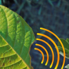 當(dāng)植物受到壓力時(shí) 納米傳感器可以提醒智能手機(jī)