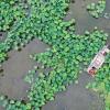 宿遷淺水藕套養(yǎng)小龍蝦帶動600余人就業(yè)