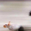 生活小知識：動物是如何辨別天敵和獵物的？