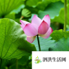 生活小知識：接天蓮葉是什么季節(jié)？