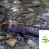 生活小知識：發(fā)現(xiàn)野生娃娃魚怎么辦