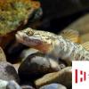生活小知識(shí)：淡水蝦虎魚怎么養(yǎng)