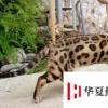 生活小知識：孟加拉豹貓怎么養(yǎng)