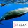 生活小知識：龍涎香是鯨魚的屎嗎？