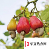 生活小知識(shí)：腰果殼有毒還是易碎？