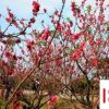 生活小知識：吉祥如意花怎么養(yǎng)