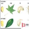 生活小知識：單子葉和雙子葉的區(qū)別是什么？