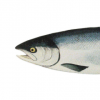 生活小知識(shí)：大馬哈魚(yú)為什么能找到回家的路？