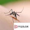 生活小知識(shí)：只有母蚊子才咬人，是真的嗎？