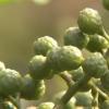 生活小知識：花椒和胡椒的區(qū)別