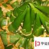 生活小知識：塔形粽子的新包法