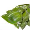 生活小知識(shí)：海帶的營(yíng)養(yǎng)價(jià)值 吃海帶有哪些好處？