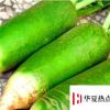 生活小知識(shí)：大蘿卜怎么儲(chǔ)藏