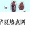 生活小知識(shí)：如何判斷臭蟲的叮咬