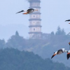 生活小知識：大雁如何知道什么時候開始遷徙？