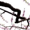 生活小知識(shí)：高枝壓條怎么剝皮