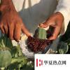 生活小知識(shí)：鴉片是什么顏色？