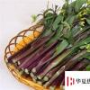 生活小知識(shí)：紅菜苔如何栽種