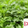 生活小知識(shí)：端午節(jié)，你帶回家的真的是艾草嗎？