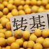 生活小知識(shí)：轉(zhuǎn)基因讓人不育！教你如何識(shí)別轉(zhuǎn)基因!