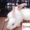 生活小知識(shí)：養(yǎng)兔子的一些技巧