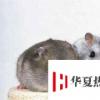 生活小知識：倉鼠為什么不能合籠