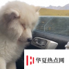 旅游歸來狗子困到倚窗打瞌睡 旅游后的完美寫照