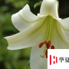 生活小知識：七夕節(jié)快到了，送花攻略小技巧掌握好！