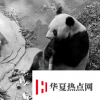 重慶動物園25歲大熊貓靈靈去世