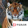 生活小知識：地球上體型最小的虎類是什么？