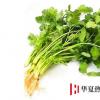生活小知識：冬天如何儲存香菜
