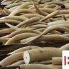 生活小知識：象牙的鑒別方法