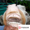 生活小知識(shí)：牛馬等哺乳動(dòng)物可以通過(guò)什么來(lái)判斷年齡？