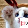 生活小知識：貓咪晚上老愛叫怎么辦