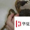 生活小知識：怎樣綁螃蟹？