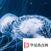 生活小知識(shí)：海蜇是水母嗎？