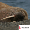 生活小知識：海洋中的瞌睡大王是什么動物？