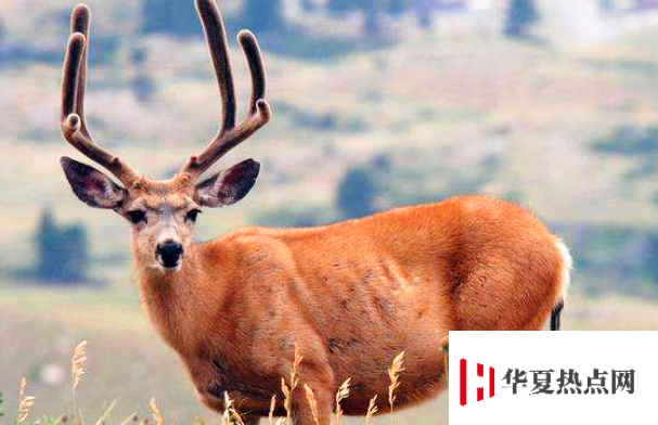 四不像是什么動(dòng)物