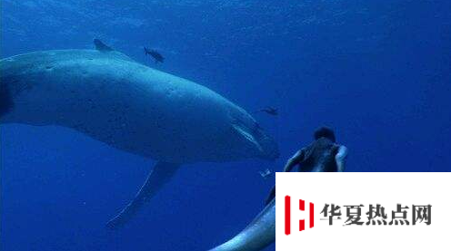 世界上有沒有美人魚