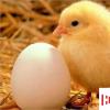 生活小知識(shí)：怎樣飼養(yǎng)小雞