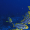 生活小知識：為什么深海魚不浮到水面？