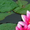 生活小知識(shí)：為什么植物也要睡覺(jué)？