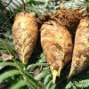 生活小知識(shí)：常食竹筍有什么好處