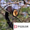 生活小知識：世界上最大的松鼠是什么？