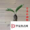 生活小知識：白鱗鐵樹養(yǎng)殖技巧