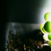 生活小知識：為什么有的植物能發(fā)光？
