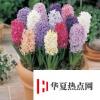 生活小知識(shí)：風(fēng)信子怎么土養(yǎng)