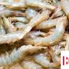 生活小知識(shí)：新鮮的蝦如何冷凍口味更好