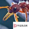 生活小知識(shí)：世界上最大的螞蟻是什么？