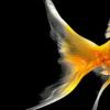 生活小知識(shí)：如何判斷魚(yú)的年齡？